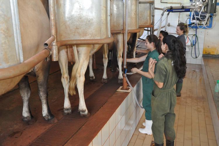 Estudantes fazem ordenha mecânica, manejo rotineiro de pastagem e higiene do espaço