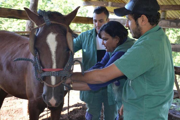 Exames para detecção de anemia infecciosa equina (AIE)