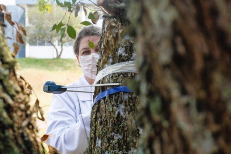 Mulher atrás do tronco de uma árvore