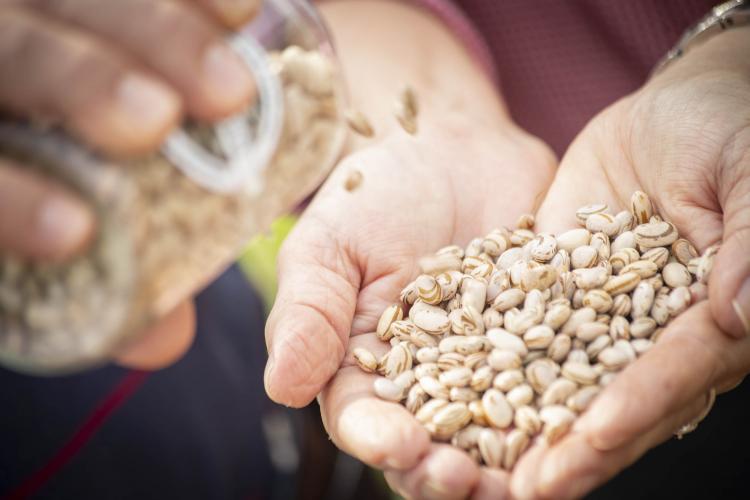 Pessoa com sementes na mão