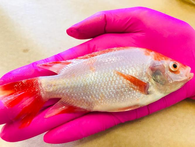 Pesquisadores de Zootecnia da UEPG realizam estudo inédito sobre tilápia vermelha no Brasil