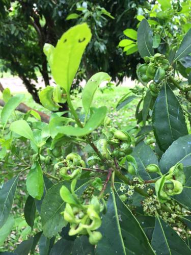 Unioeste: Pesquisa sobre controle biológico de pragas da erva-mate recebe mais de 52 mil reais