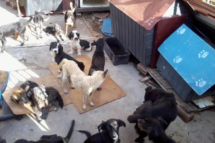 Pesquisa selecionada em edital do Estado busca identificar acumuladores de animais