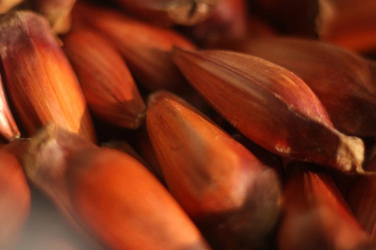 Pesquisadores da UEM criam material com base em pinhão que remove produto poluente