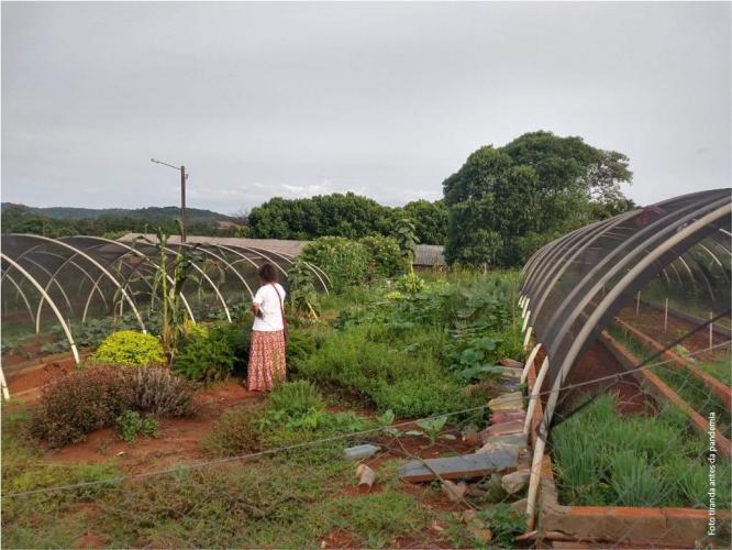 Pesquisadores da Unioeste desenvolvem horta comunitária com plantas medicinais