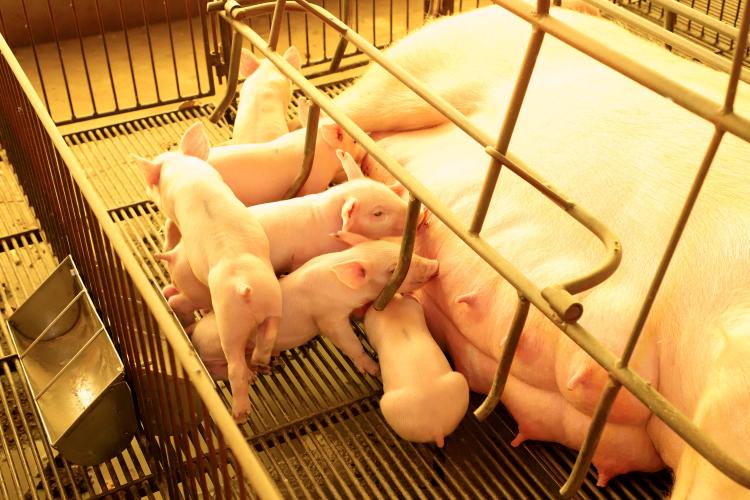 Pesquisadores da Unioeste atuam na transferência de tecnologia para suinocultura