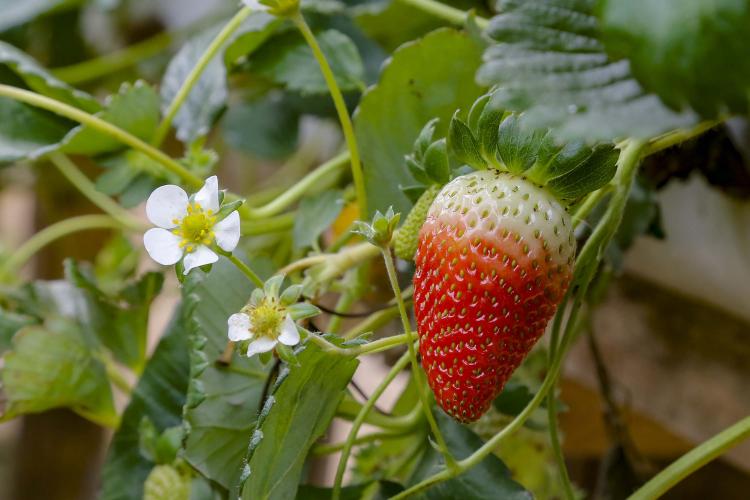 Projeto seleciona bolsistas para pesquisas sobre cultivares de morangueiro