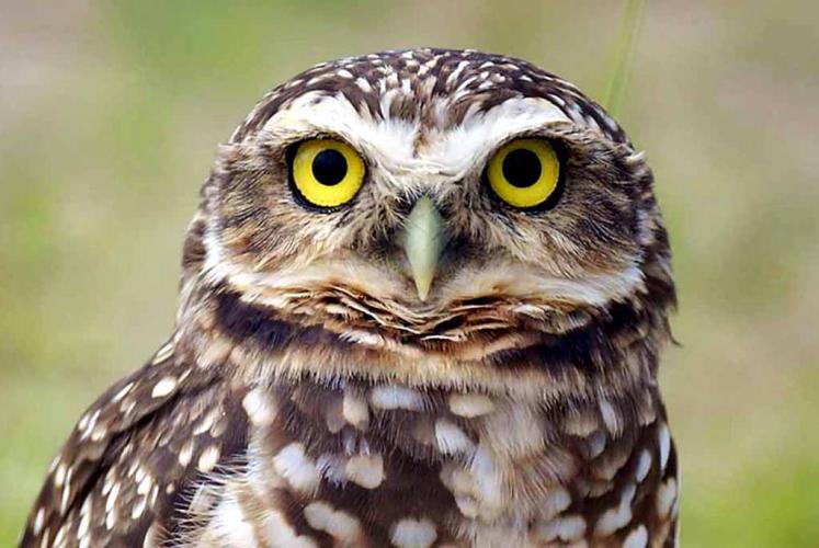 Projeto da UEM colabora com instituição global na preservação de corujas