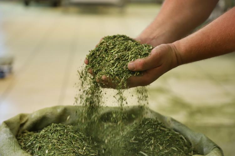 Erva-Mate do Paraná ganha espaço em feira internacional de alimentos no Canadá