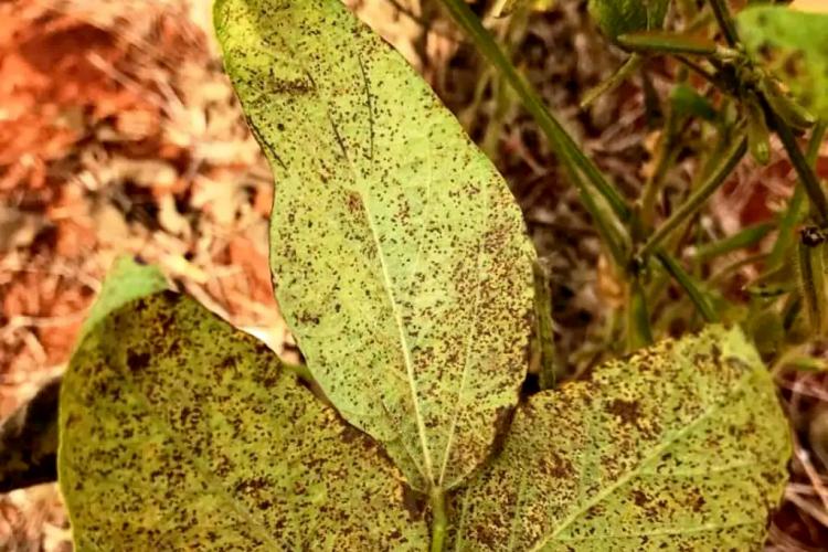 Com participação da UEL, Cia Agro usa inteligência artificial no combate a pragas da soja