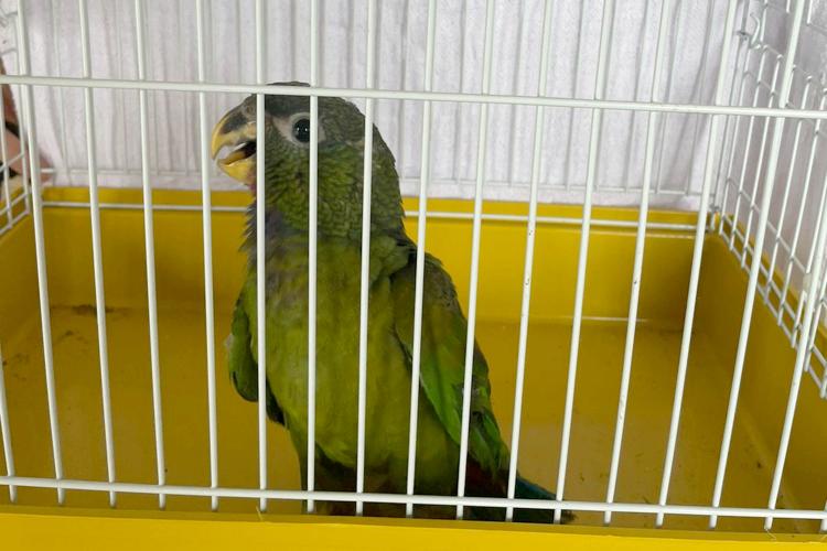 Técnicos do IAT resgatam maitaca-verde ferida na zona rural de Pitanga