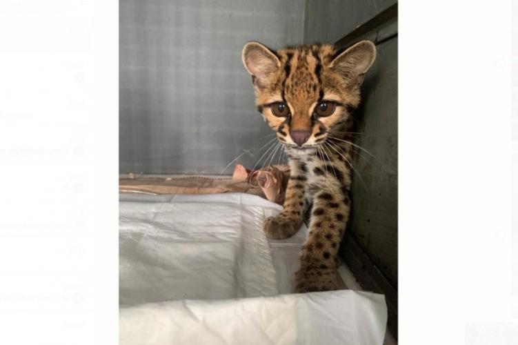 Após se recuperar em estrutura do Estado, gato-maracajá é solto em área de preservação