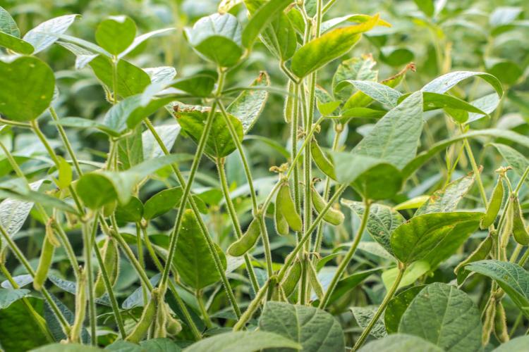 IDR-Paraná lança novos aplicativos para a agropecuária na ExpoLondrina