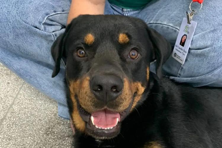 Campanha de vacinação de cães da UEL promove saúde, guarda responsável e doação de sangue