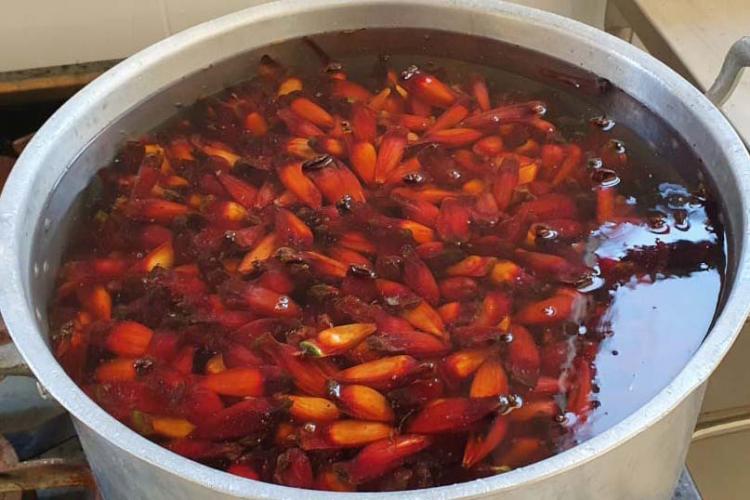 Pinhão para o ano todo: oficina com produtores apresenta possibilidades de beneficiamento