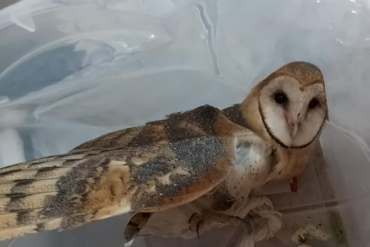 Técnicos do Instituto Água e Terra resgatam coruja-de-capela ferida em Mato Rico