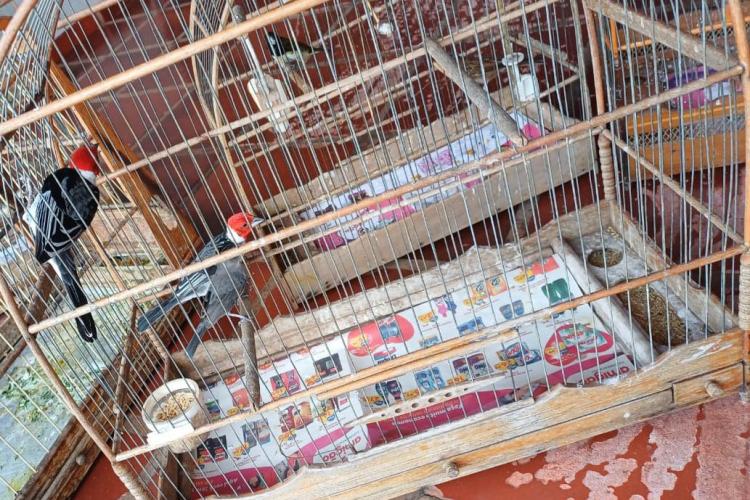 IAT apreende 11 pássaros criados de maneira irregular em Umuarama