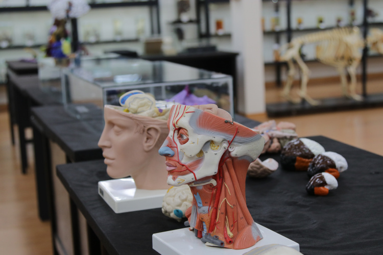 Aulas de anatomia: doação de cadáveres é essencial para ensino nas áreas de saúde