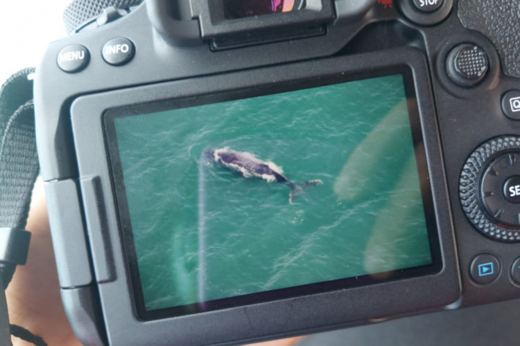 Presença de baleias no Litoral é sinal de recuperação da espécie; IAT inicia pesquisa da migração