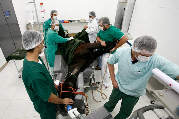 Hospital Veterinário da UEM completa 21 anos com mais de 60 mil procedimentos realizados