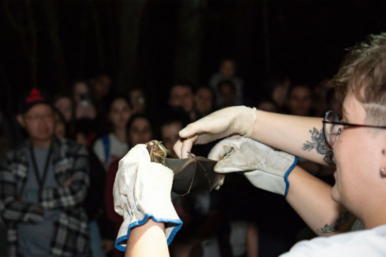 Noite dos Morcegos: UEM promove trilha no Parque do Ingá que une ciência e aventura
