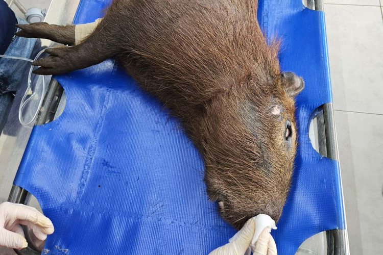 IAT devolve à natureza capivara que foi atropelada no Sudoeste do Paraná