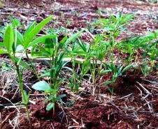 Unioeste incentiva produção de leite orgânico em propriedades da Agricultura Familiar