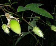 Pesquisadores da Unicentro descobrem nova espécie vegetal de planta medicinal