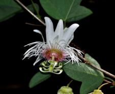 Pesquisadores da Unicentro descobrem nova espécie vegetal de planta medicinal