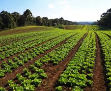 Paraná Mais Orgânico