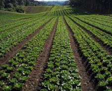 Paraná Mais Orgânico