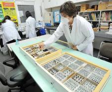 Pesquisadores da UEL monitoram populações e espécies de abelhas na Mata dos Godoy e cafezais