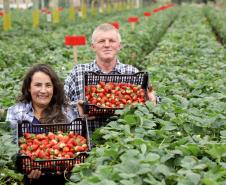 Com foco no aumento da produtividade, Paraná lança Rede Morangos do Brasil