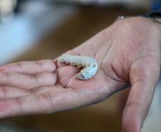 Em alta na ExpoLondrina, ciência e tecnologia desenvolvem o agronegócio do futuro