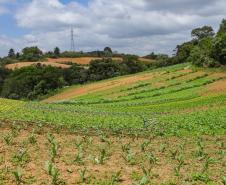 Líder nacional em alimentos orgânicos, Paraná investe para ampliar produção e consumo