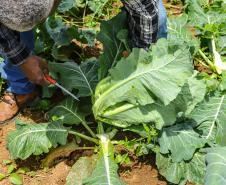 Líder nacional em alimentos orgânicos, Paraná investe para ampliar produção e consumo