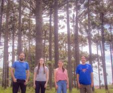Grupo que reúne professores da UEPG descobre registro rupestre inédito de araucárias no Paraná