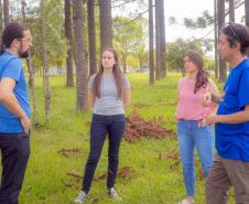 Grupo que reúne professores da UEPG descobre registro rupestre inédito de araucárias no Paraná