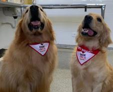 Laboratório da UEL busca novos doadores de sangue para transfusão em cães