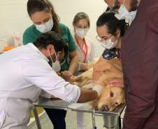 Laboratório da UEL busca novos doadores de sangue para transfusão em cães