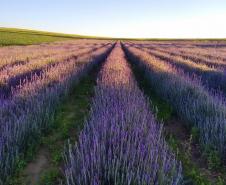 Turismo rural: governador sanciona lei que cria a Rota da Lavanda no Paraná