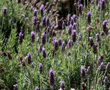 Turismo rural: governador sanciona lei que cria a Rota da Lavanda no Paraná