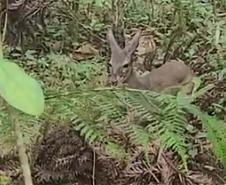 Veado, cachorro-do-mato e pássaros trinca-ferro retornam à natureza com suporte do IAT