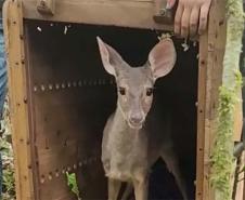 Veado, cachorro-do-mato e pássaros trinca-ferro retornam à natureza com suporte do IAT