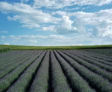 Turismo rural: governador sanciona lei que cria a Rota da Lavanda no Paraná