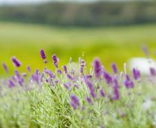 Turismo rural: governador sanciona lei que cria a Rota da Lavanda no Paraná