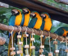 Dia da Biodiversidade: união do Estado com universidades amplia cuidado com a fauna silvestre