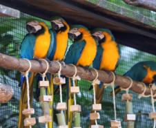 Dia da Biodiversidade: união do Estado com universidades amplia cuidado com a fauna silvestre