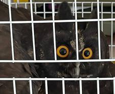 Com reforço na fiscalização, aves silvestres são a classe mais atendida no CAFS de Guarapuava