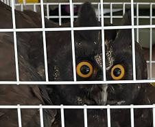 Coruja ferida é resgatada por equipe do IAT e encaminhada para cuidados veterinários